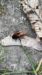 Andrena fulva