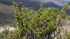 Lophopappus berberidifolius