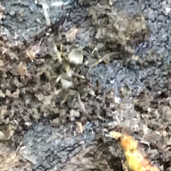 Lasius americanus
