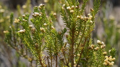 Baccharis boliviensis