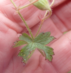 Geranium wakkerstroomianum