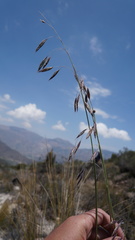 Poa candamoana