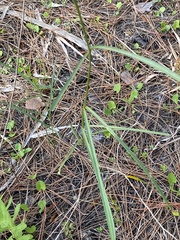 Asclepias lanceolata image