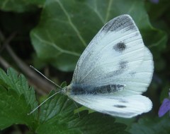 Pieris mannii