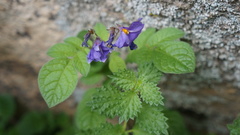 Solanum medians