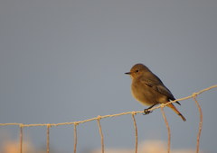 Phoenicurus ochruros