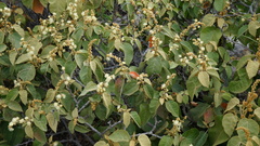 Croton ruizianus