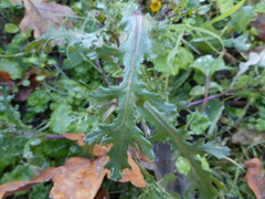 Senecio vulgaris