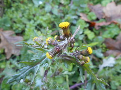 Senecio vulgaris