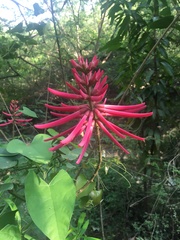 Erythrina herbacea