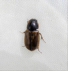 Melinopterus prodromus