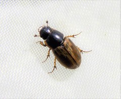 Melinopterus prodromus