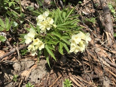 Cardamine kitaibelii