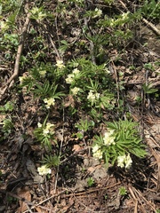 Cardamine kitaibelii