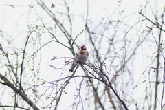 Carduelis carduelis