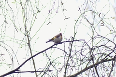 Carduelis carduelis