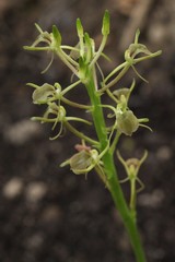 Liparis kumokiri