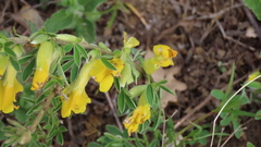 Chamaecytisus ratisbonensis