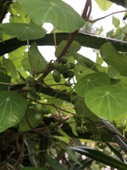 Stephania cephalantha