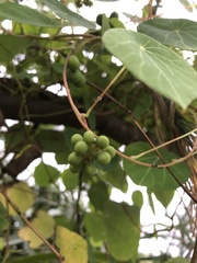 Stephania cephalantha