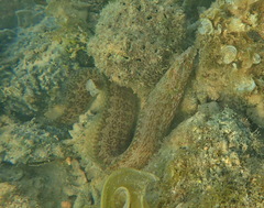 Congrogadus subducens