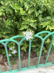 Jasminum multiflorum