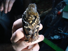 Hylophylax naevius