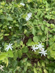 Jasminum multiflorum