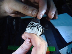 Hylophylax naevius