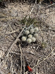 Gomphrena caespitosa