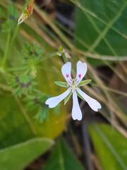 Pelargonium ranunculophyllum