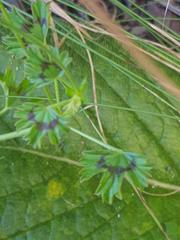 Pelargonium ranunculophyllum