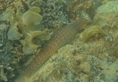Congrogadus subducens