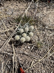 Gomphrena caespitosa