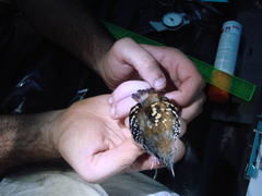 Hylophylax naevius