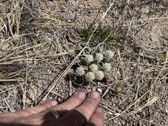 Gomphrena caespitosa