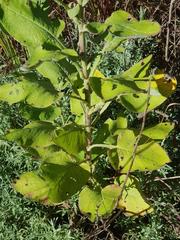 Senecio panduriformis