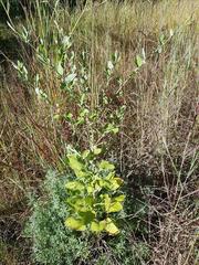 Senecio panduriformis