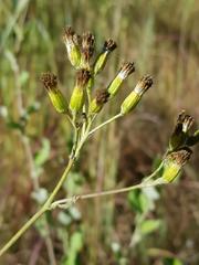 Senecio panduriformis