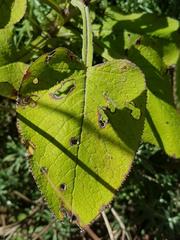 Senecio panduriformis