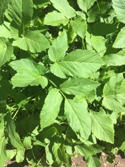 Aegopodium podagraria