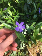 Vinca minor