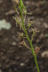 Liparis campylostalix