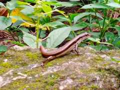 Sphenomorphus dussumieri