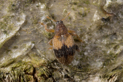 Rhynchaenus xylostei