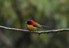 Aethopyga gouldiae