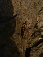 Oedaleus senegalensis