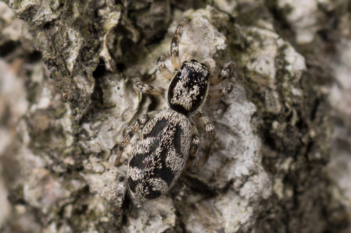 Representative image of Salticus cingulatus