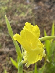 Canna flaccida
