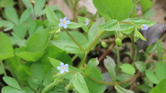Memoremea scorpioides